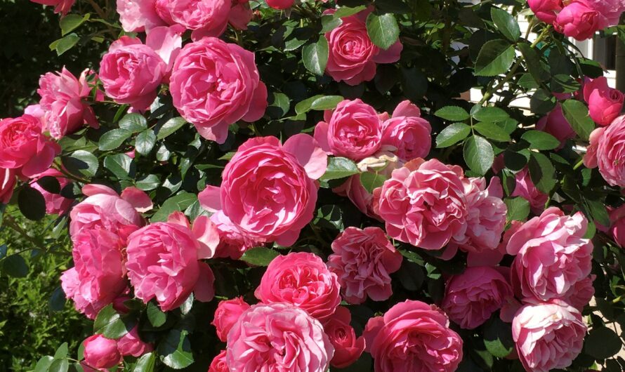 Rosen blühen lassen