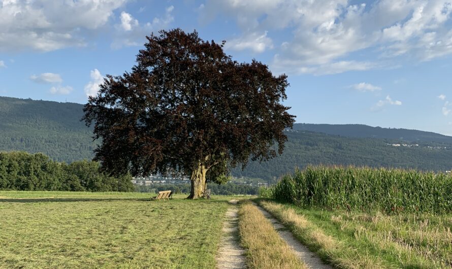 Open-Air-Gottesdienst auf dem Birlig