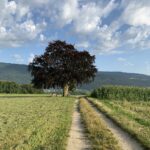Gottesdienst Outdoor Birlig